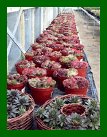 semperivums