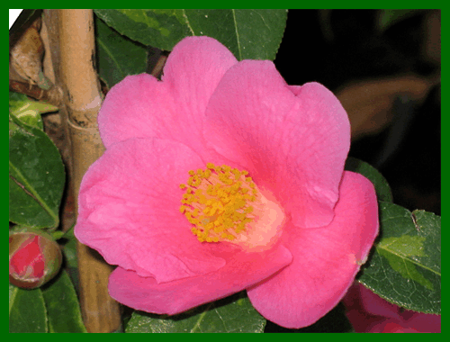 camellia golden spangles 1