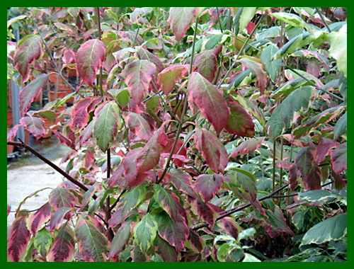 cornus florida daybreak1