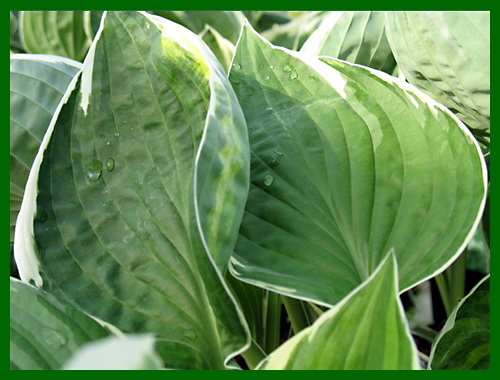 hosta francee 1